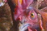 A Lower Hunter chicken farm has been quarantined due to suspected Avian Influenza.