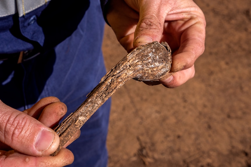 Hands hold a stick with white fungus on it.