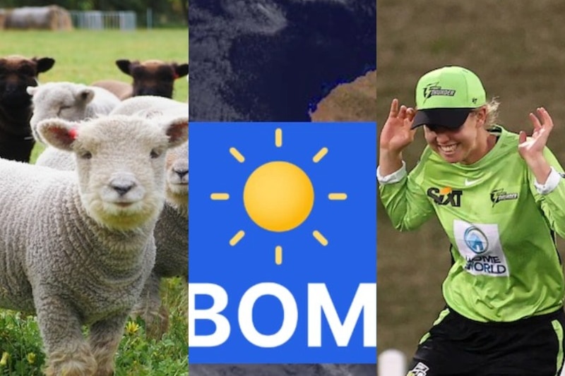 composite image of small sheep, bom app logo, sydney thunder player ducking for cover