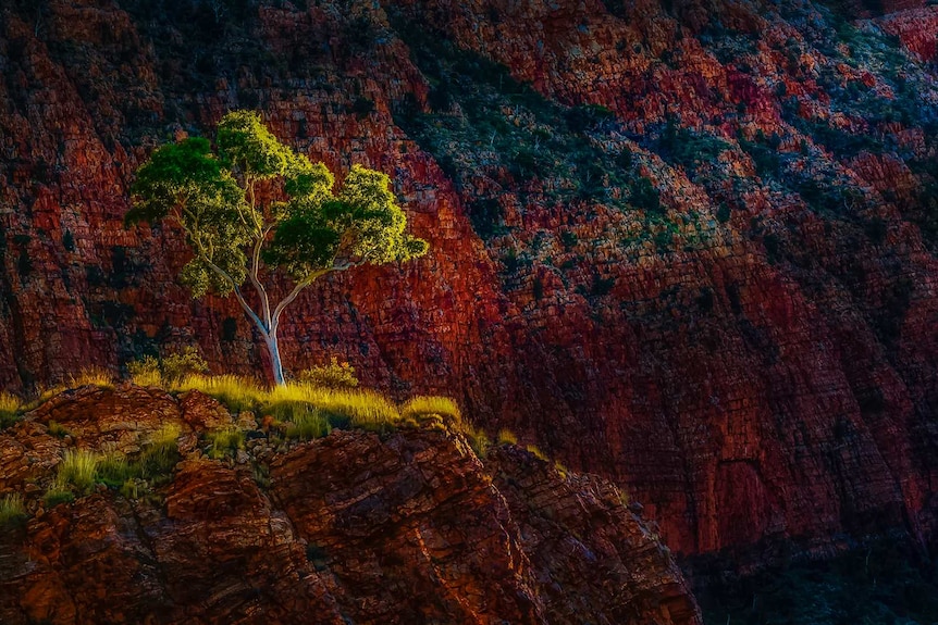 First light hits a tree in a gorge in the NT.