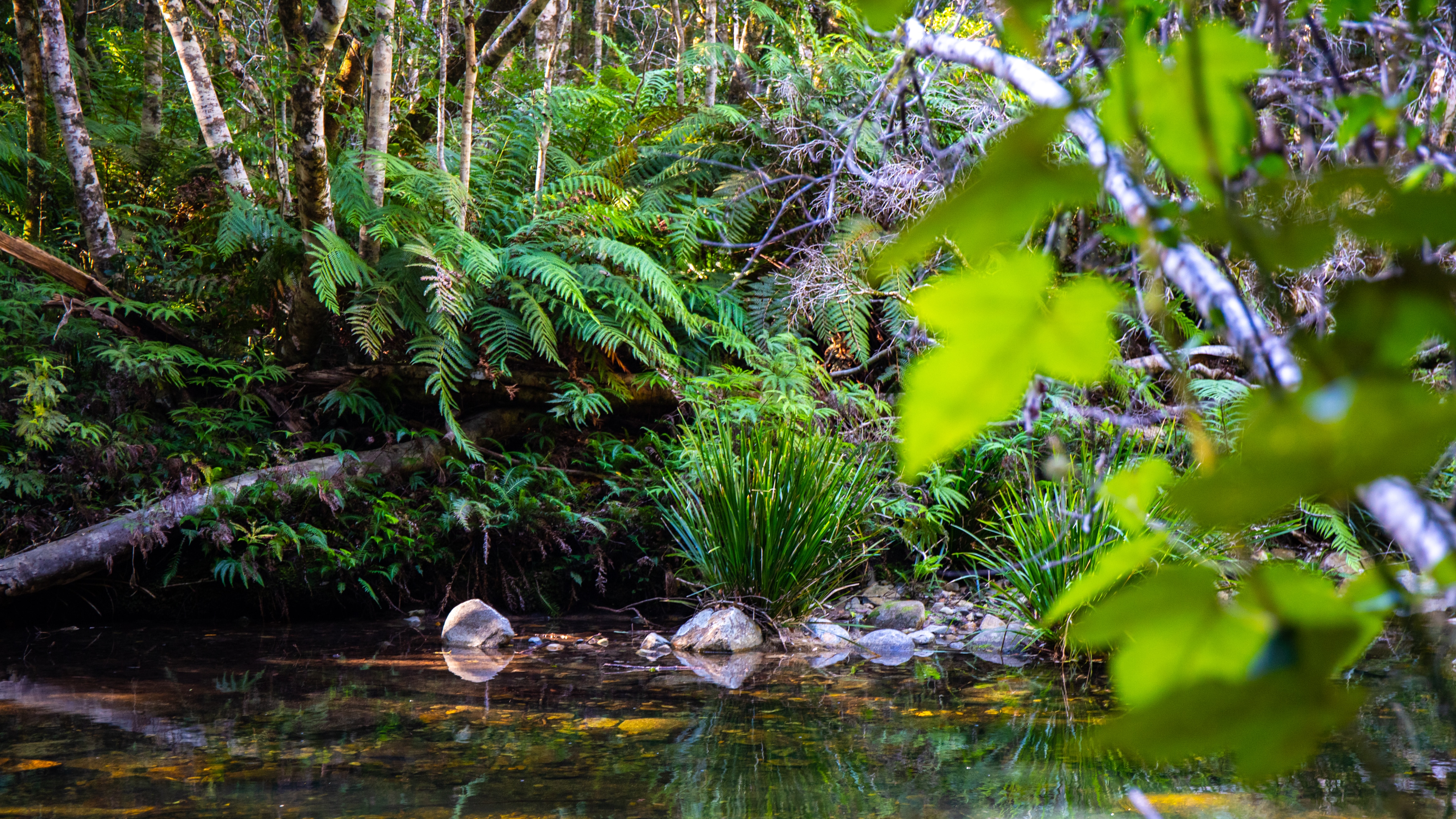 A clear creek running through a lush temperate rainforest with ferns and trees.