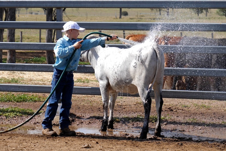 Boy in jeans and light blue shirt standing in paddock spraying heifer with a hose.