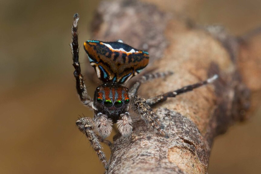 Maratus trigonus, a new sub-species of peacock spiders.