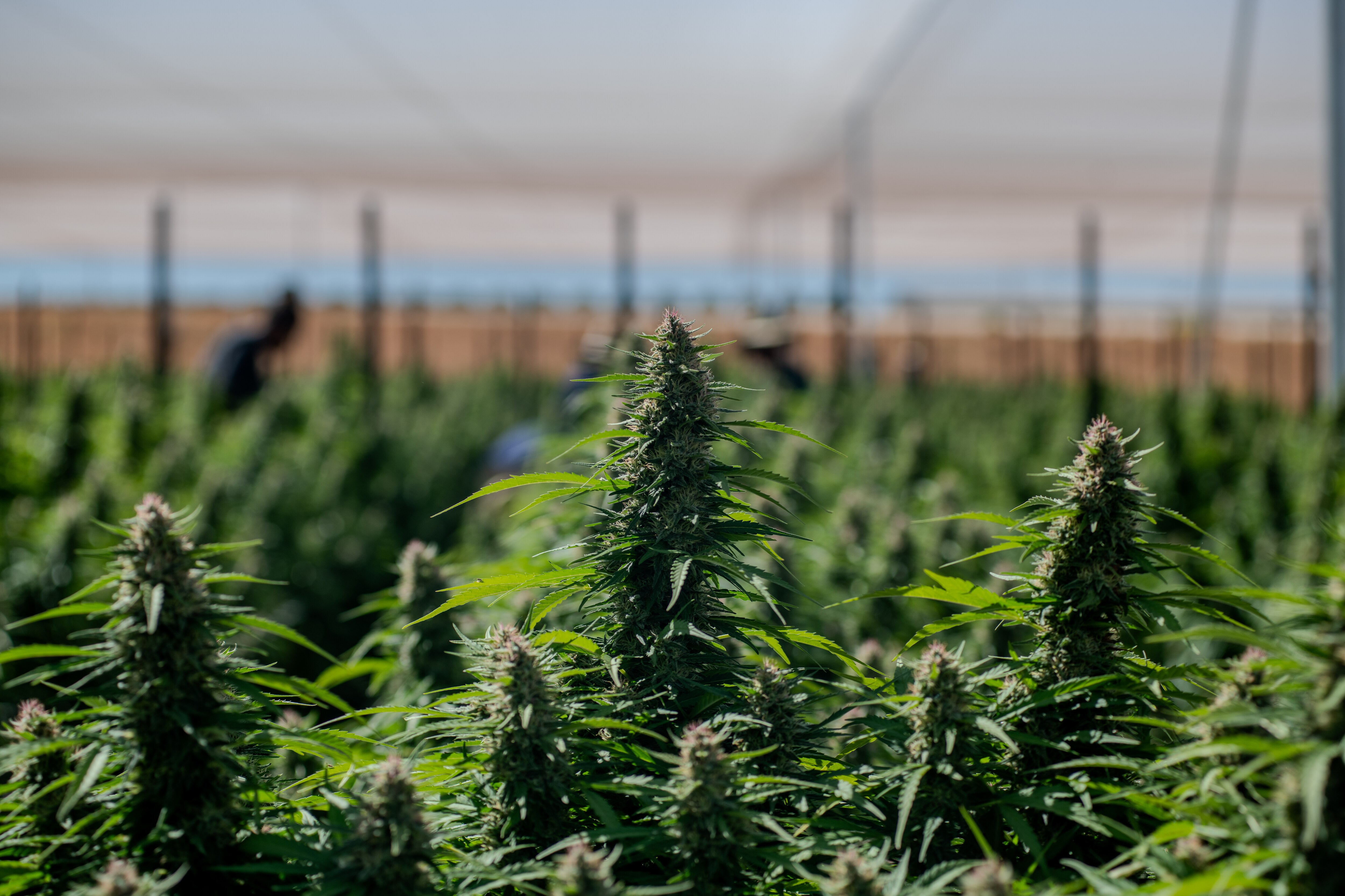A large number of cannabis plants growing under netting.