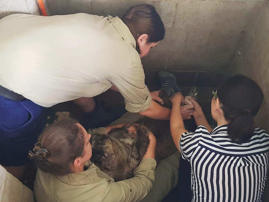 Two women hold a wombat while another woman attempts to put plaster on the animal's paw in its man-made burrow.
