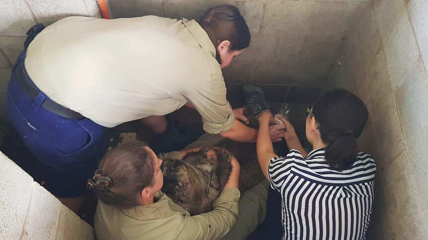 Two women hold a wombat while another woman attempts to put plaster on the animal's paw in its man-made burrow.