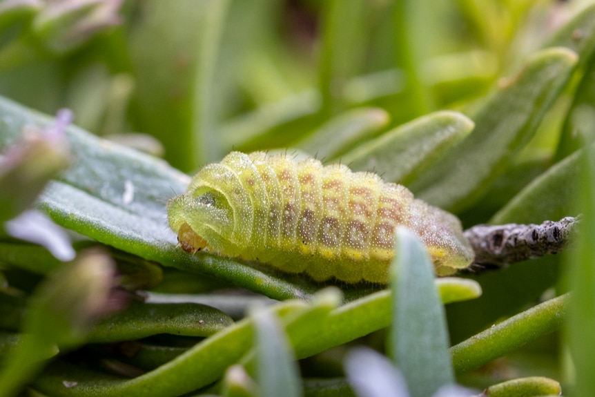 A bright yellow-green segmented caterpillar with orange bands and head eating a blade of green 