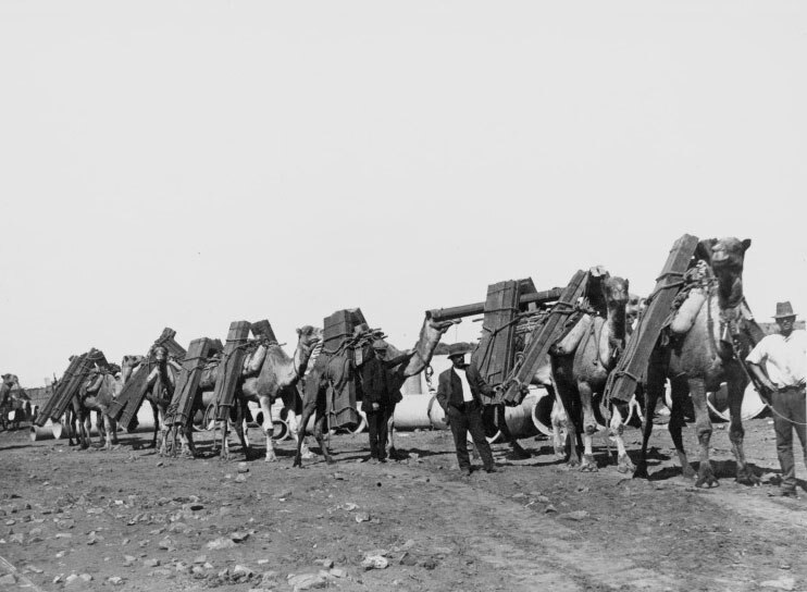 Feral camels from the Nullarbor tamed for new Perth tourism venture at