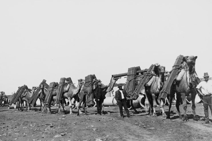 Camels conveying material, construction of the Trans-Australia Railway, ca. 1917.