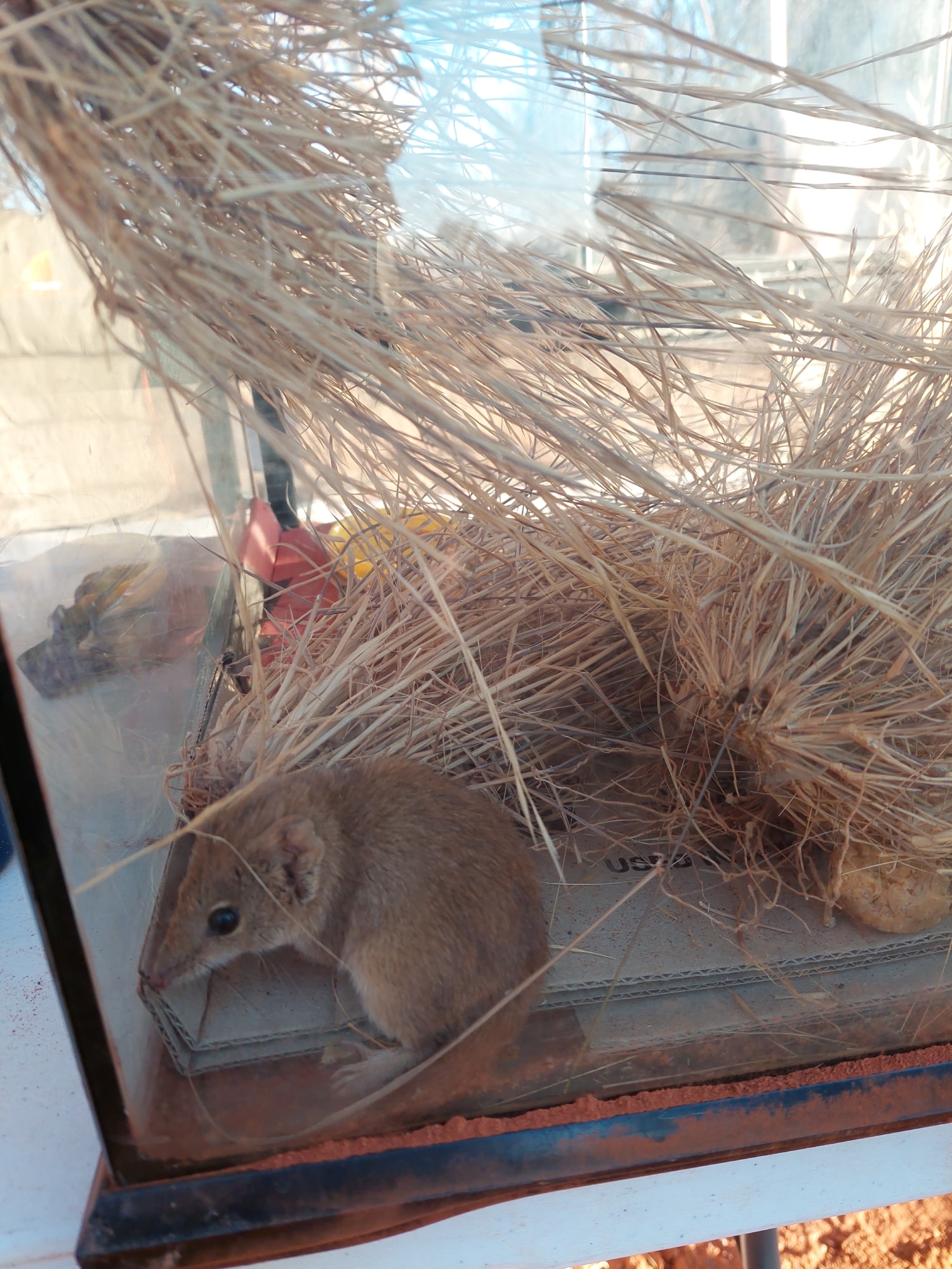 A mouse-like marsupial among long grass in a glass enclosure.