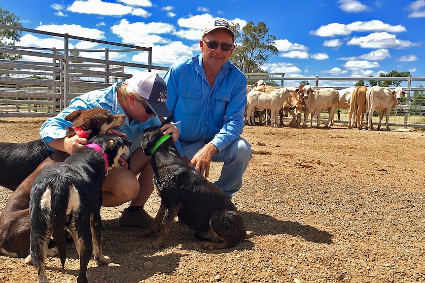 Julie Turner and Frank Finger kneel down with three kelpies in their yards.