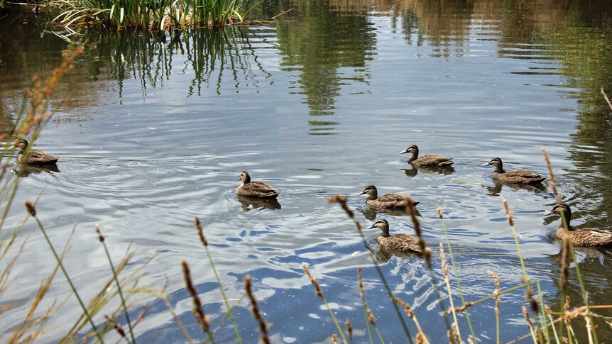 Ducks swimming at Kingston wetlands