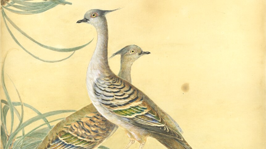 Crested pigeons