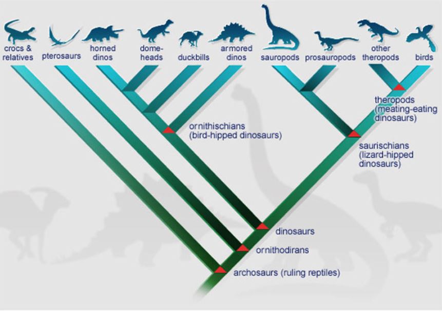 Family tree of dinosaurs