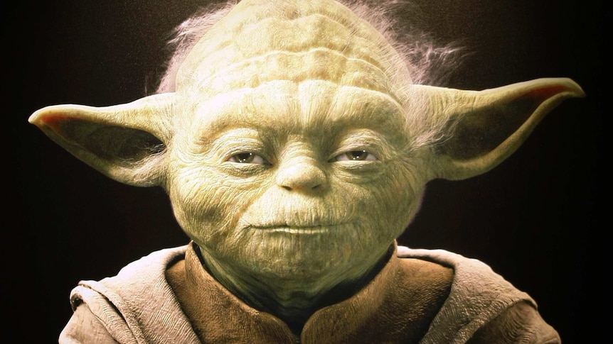 Boy looks at picture of Yoda
