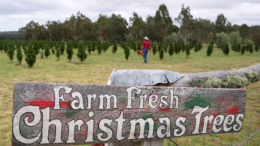 A sign saying Christmas Tree farm with a field of trees behind it