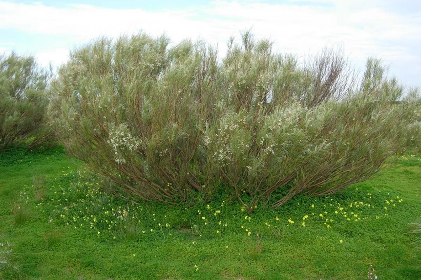 white weeping broom in South Australia