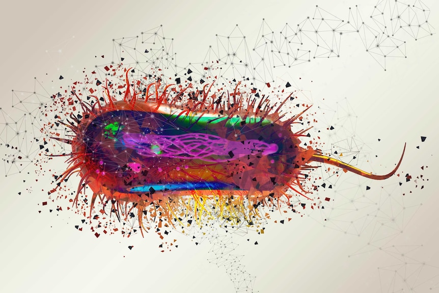 An illustration of a elongated bacteria with a tail-like flagellar motor