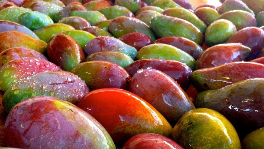Mangoes about to be boxed at Red Centre Farm
