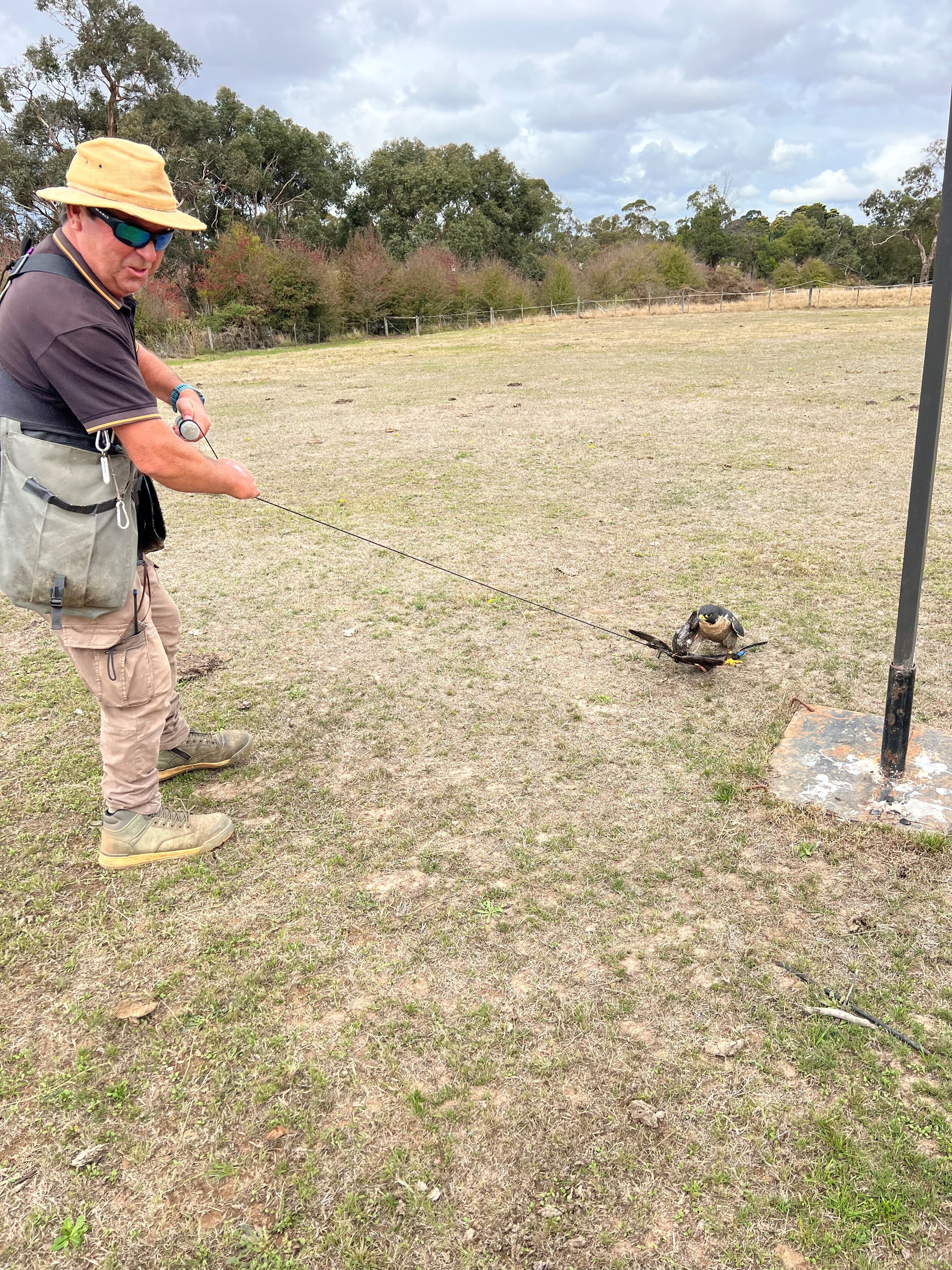 a man holds a long line lure with peregrine falcon resting atop