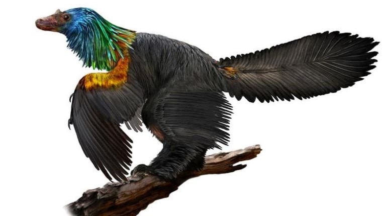 An illustration of a small black bird-like dinorsaur with iridescent head and neck feathers.
