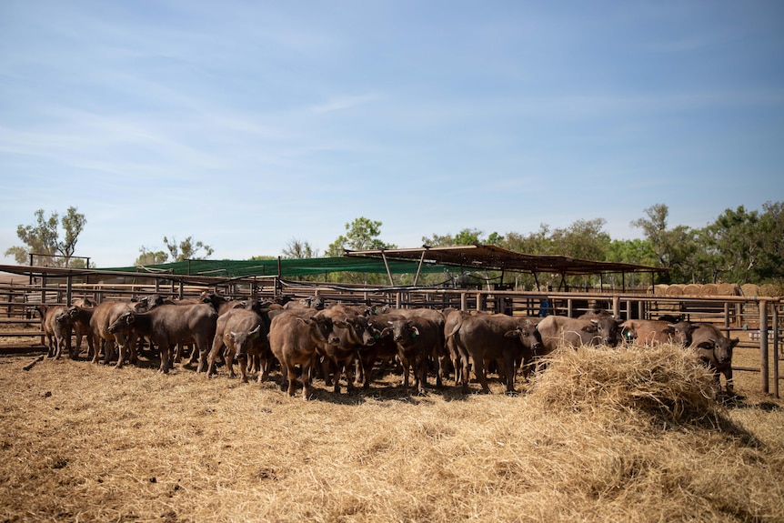 Around 20 buffalo grouped in a stockyard beside a mound of hay. 