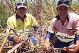 Herbert district cane farmers Sam Torrisi and Steven Marbelli hold rat-damaged cane, where the rats have eaten out the stalks.
