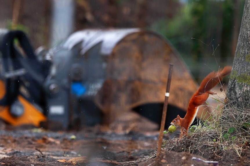 A squirrel runs by a piece of construction equipment with an apple in its mouth
