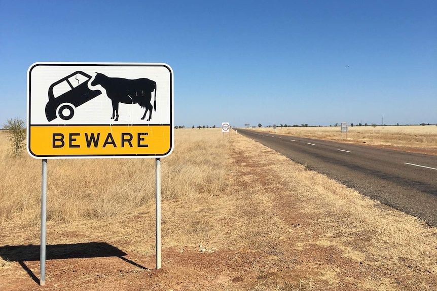Blue sky, flat field and road and funny roadsign of a car coming off worse against a cow