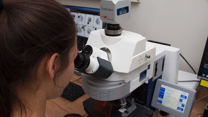A woman looking into a microscope, with the photo taken from behind
