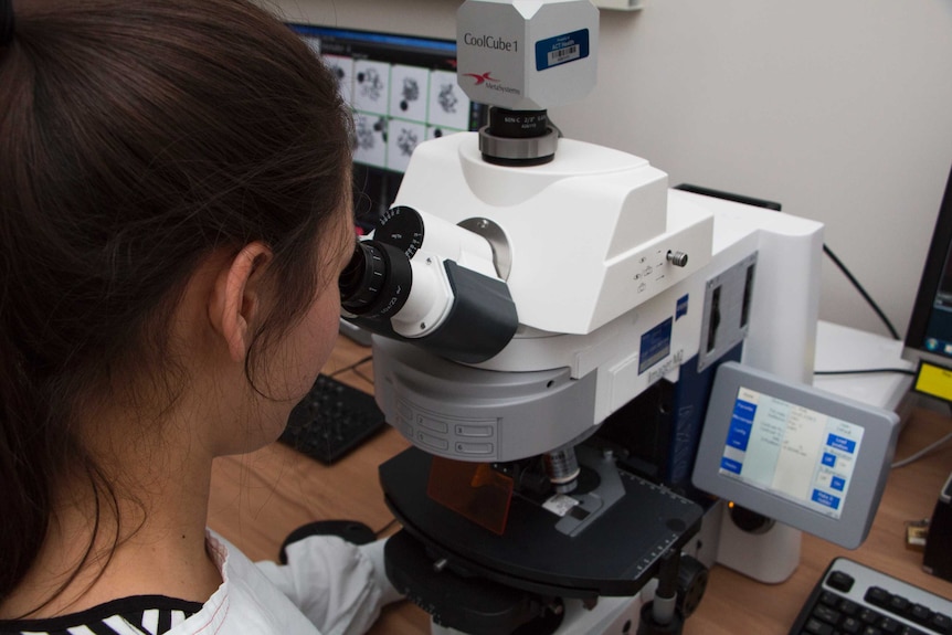 A woman looking into a microscope, with the photo taken from behind