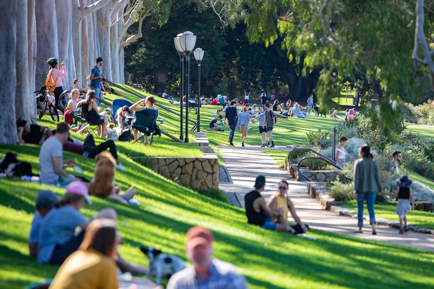 Lots of people sit on the grass at Kings Park next to a large row of tall trees.