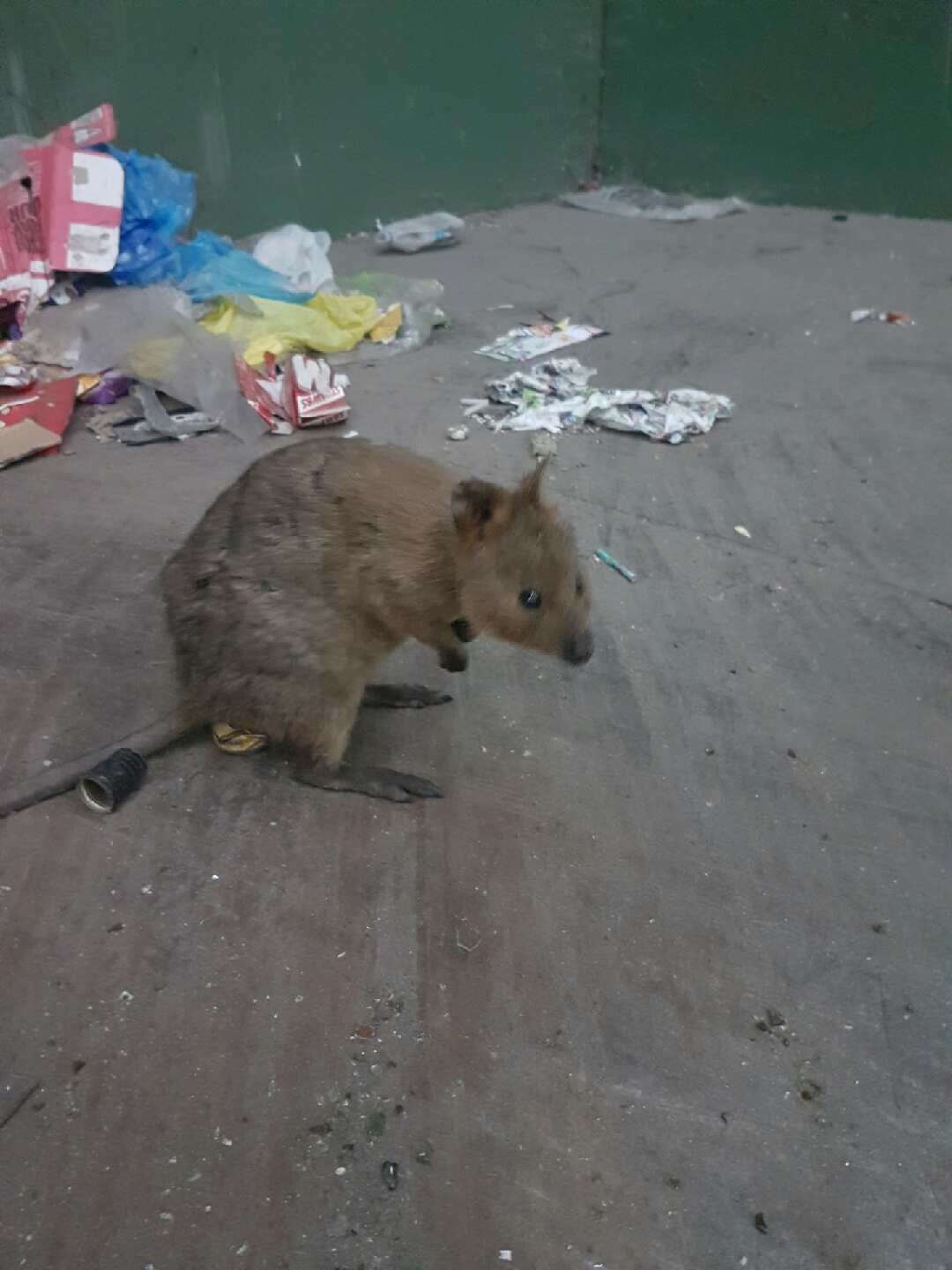 Quokka that escaped Rottnest Island on barge now believed lost at Perth Biology Diagrams