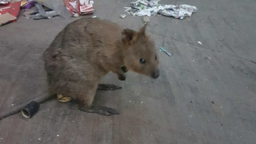 The quokka that found its way to a Perth waste facility.