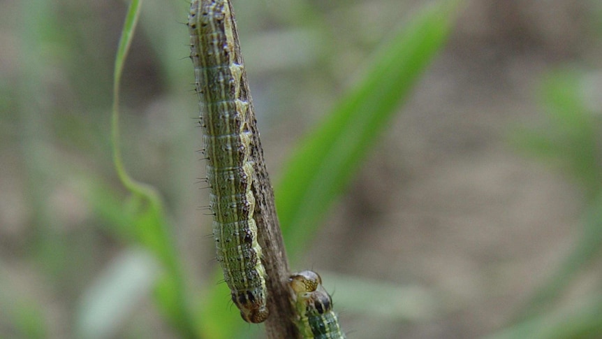 Two caterpillars sit close together on grass.