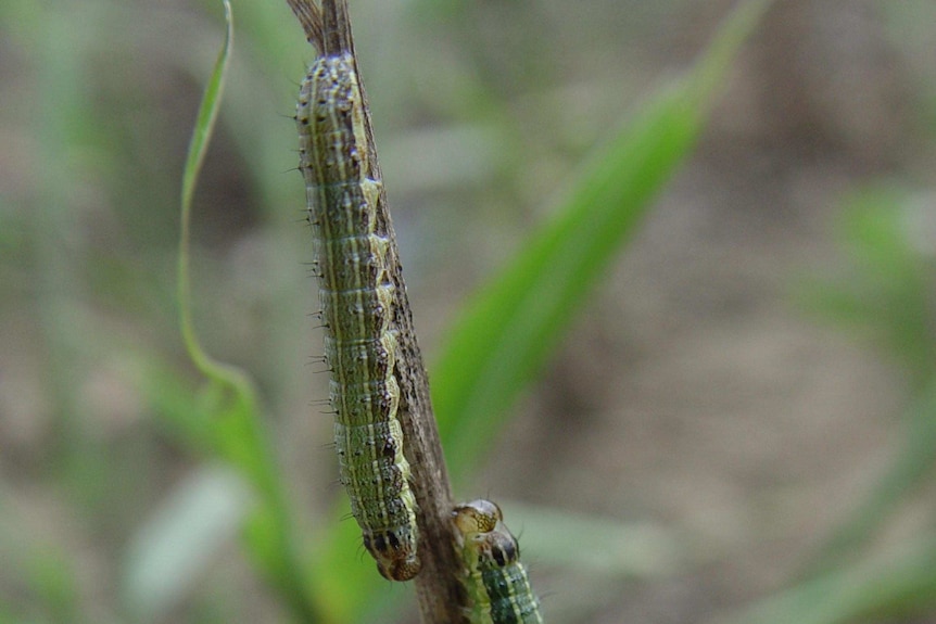 Two caterpillars sit close together on grass.