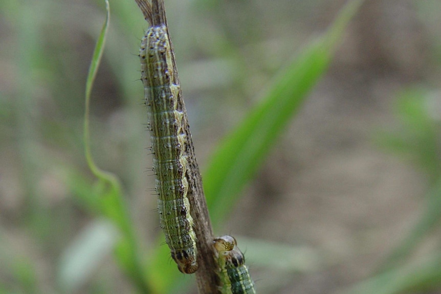 Fall armyworm larvae