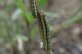 Fall armyworm larvae