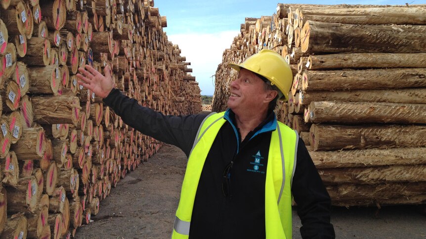 David Martin standing between two rows of thousands of 5.2 metre long E nites logs