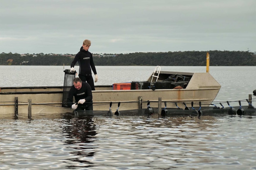 Two men in wetsuits on a boat setting out oyster lines.