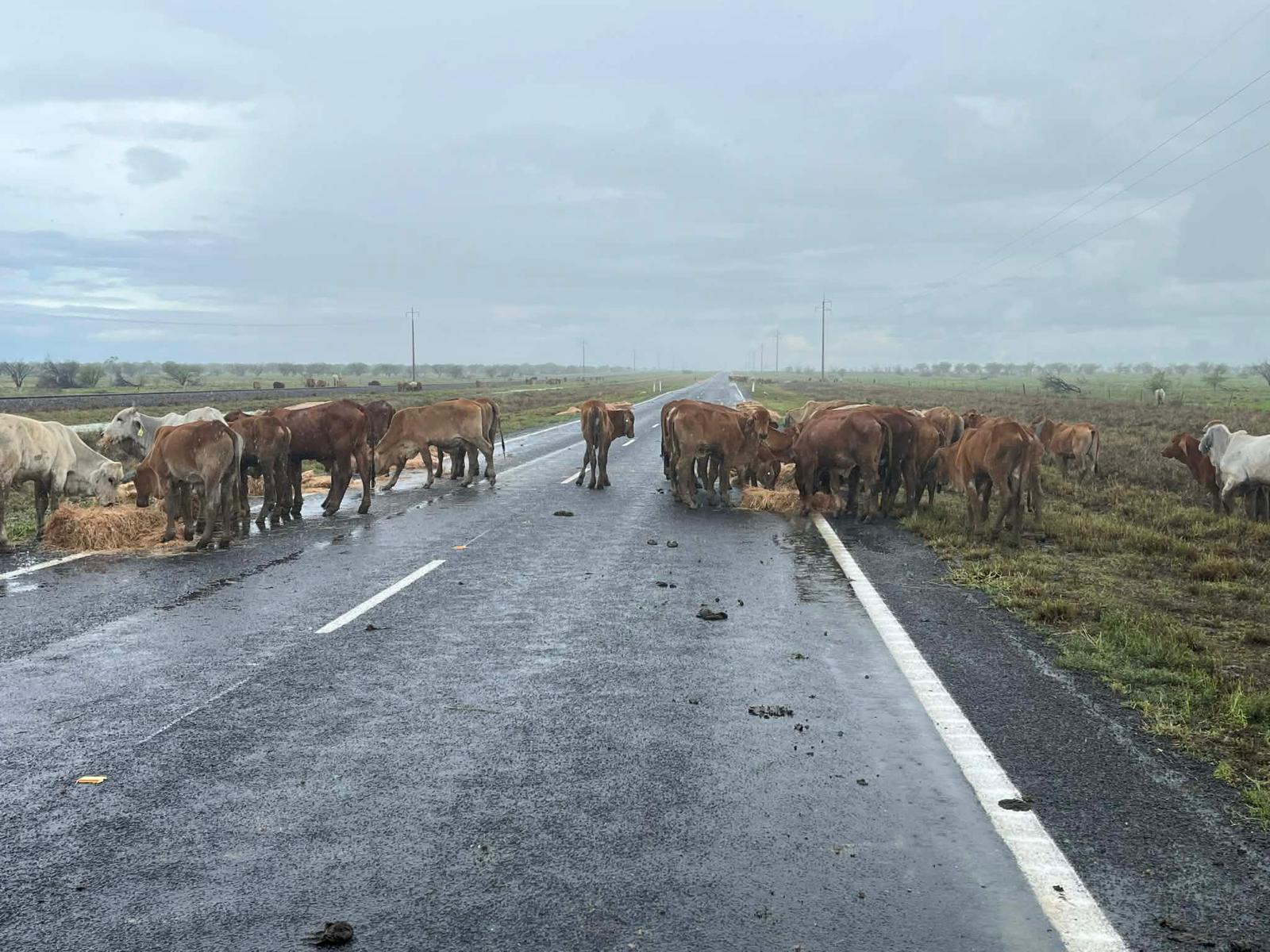 Uma multidão de gado vivo parado em uma estrada interior evitando inundações