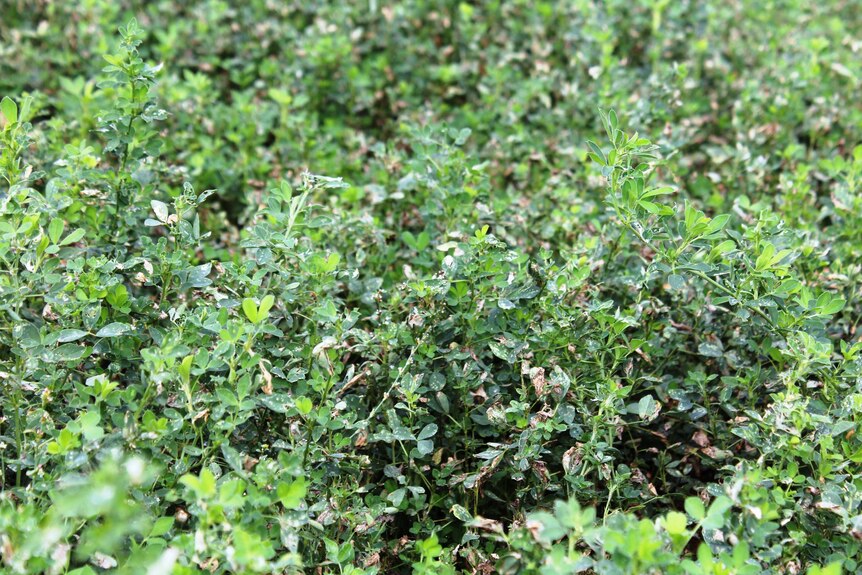 A close-up shot of green lucerne