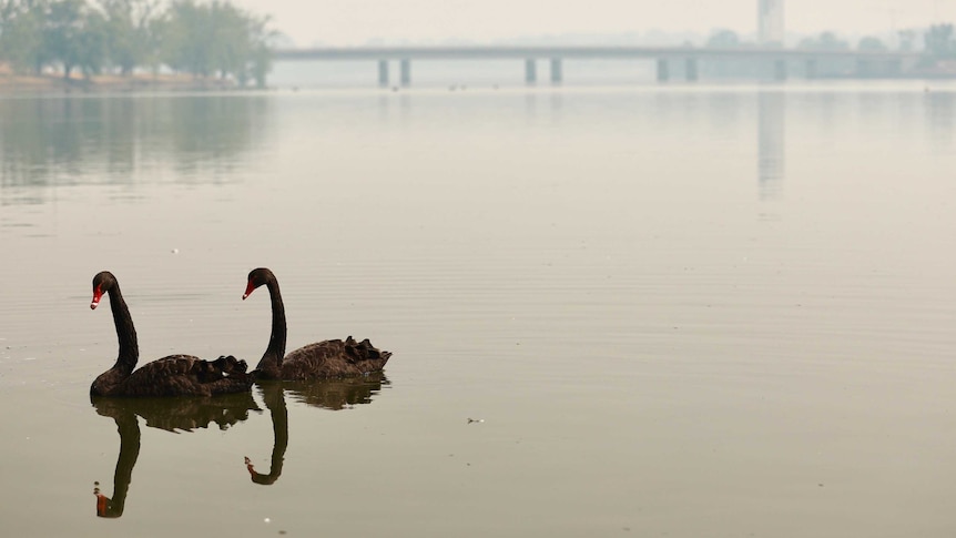 Two black swans glide on a lake, as the scene behind is obscured in thick smoke.