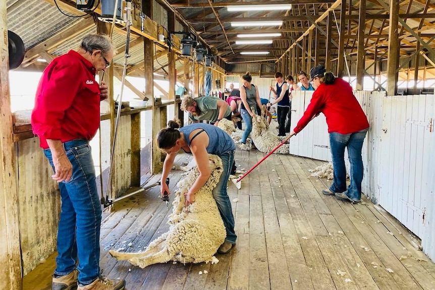 A shearing shed full of activity, a man watches over a young woman shearing while others work behind them
