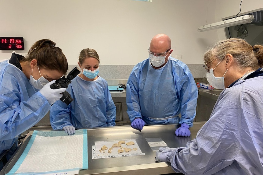 Woman in PPE taking a photo of bones on a table with three other scientists observing.