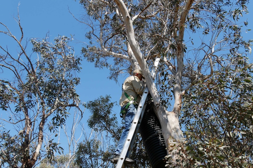 Man on ladder checks on artificial nesting hollow.