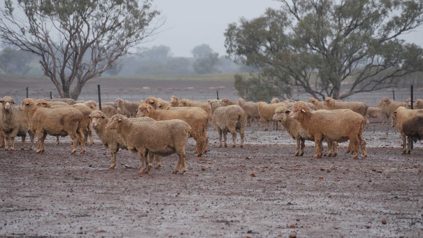 Sheep in the rain on a farm property with two trees in the background.