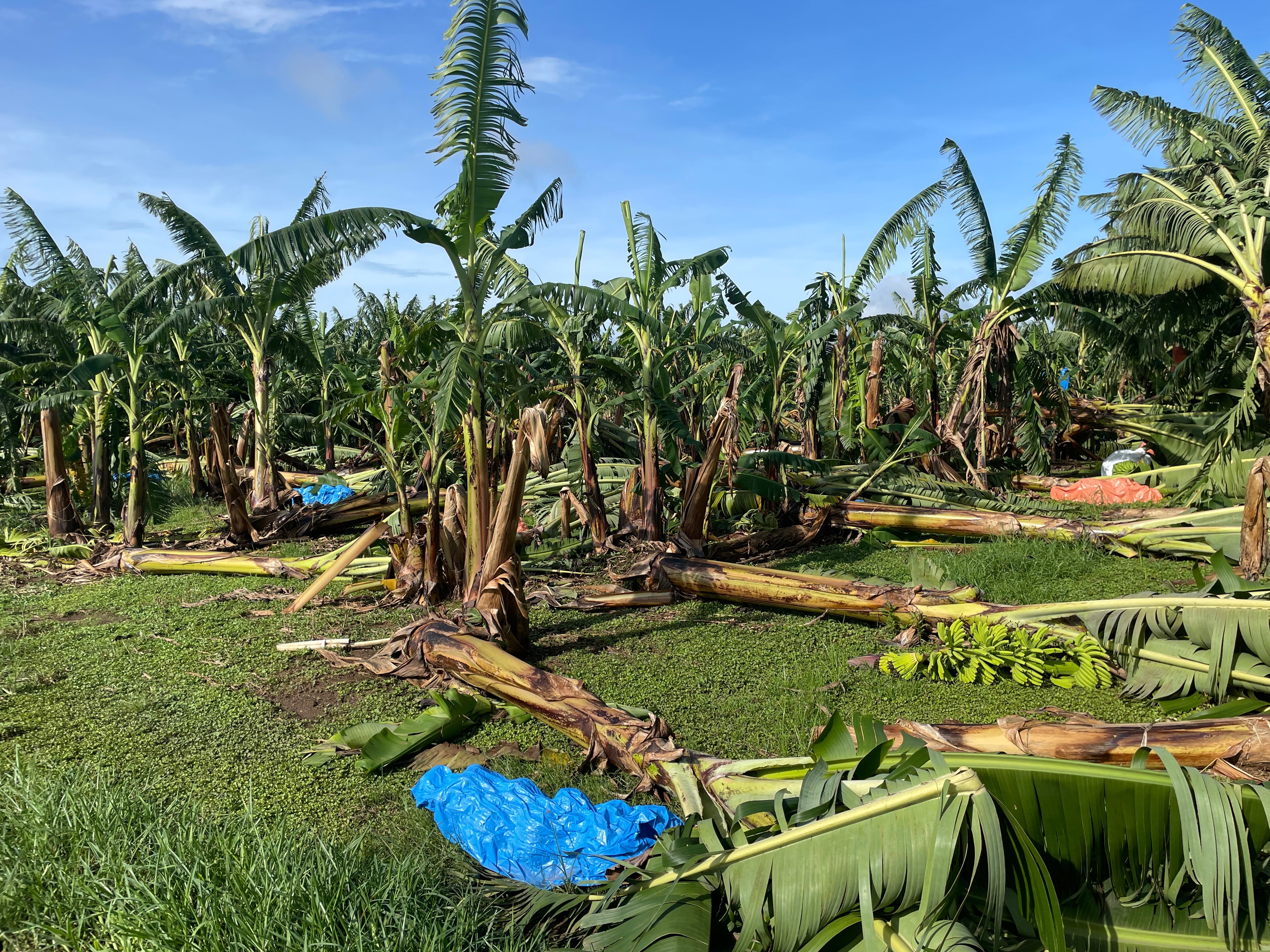 Banana flats and fruit lie flat on the grass