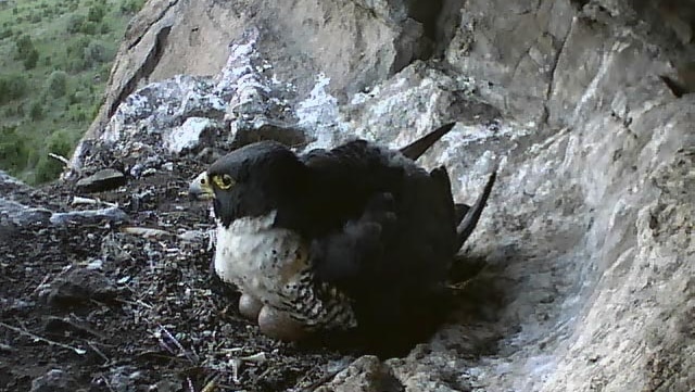 An adult female peregrine falcon incubates her eggs in a nest