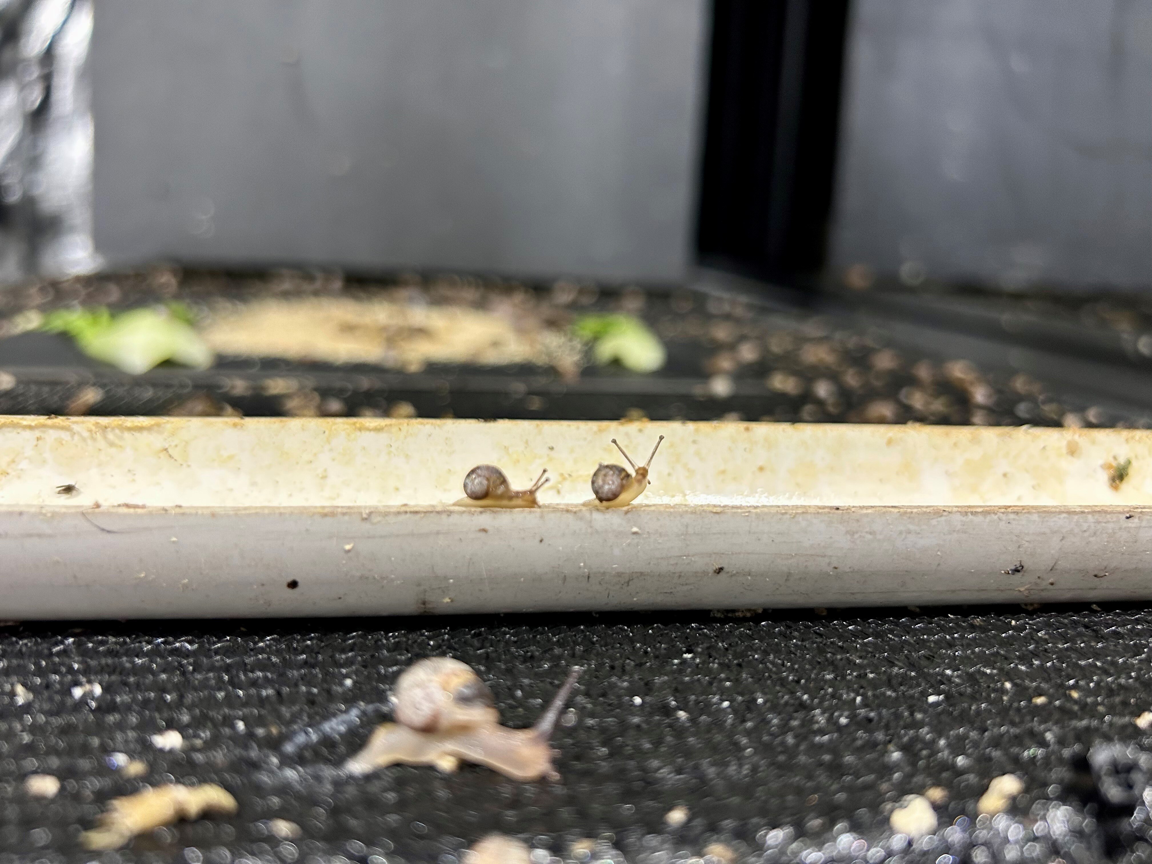 Former police officers-turned-snail producers riding the escargot boom ...